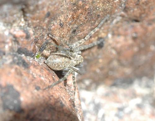 Pardosa sp.
